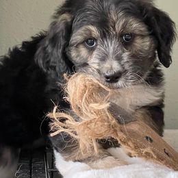 Aussiedoodle, Australian Shepherd, and Miniature Australian Shepherd Puppies from Bline's Awesome Aussies CA