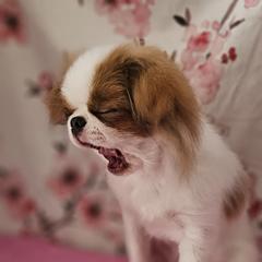 Japanese Chin Puppies from Windhaven Japanese Chin