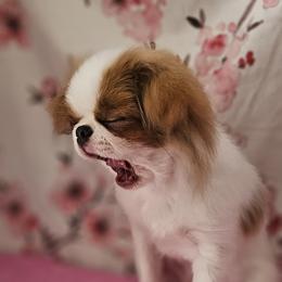 Japanese Chin Puppies from Windhaven Japanese Chin