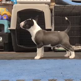 Bull Terrier Puppies from Bulls On Parade