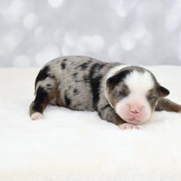 Miniature American Shepherd, Miniature Australian Shepherd, and Toy Australian Shepherd Puppies from Shooting Stars Ranch Toy and Mini Aussies