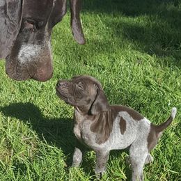 German Shorthaired Pointer Puppies from Calvert Kennels