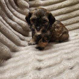 Rags - Silver sable male Havanese puppy in Salesville, Ohio from RiverLynn