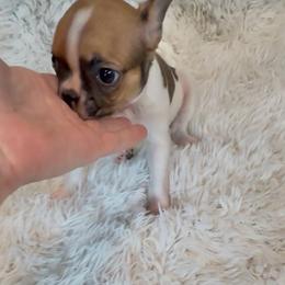 Girl 3 - Fawn female Boston Terrier puppy in Eight Mile, Alabama from Bishop's Bostons