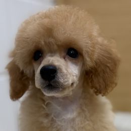 Oliver - Apricot male Poodle puppy in Salem, New Jersey from Twindo Poodles