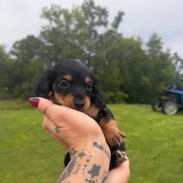 Hector - Black and tan male Dachshund puppy in Fort Myers, Florida from Sawyer’s Teenie Weenies