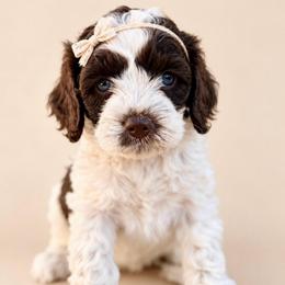 Matcha - Brown white and tan female Cockapoo puppy in Santa Barbara, California from K+C Doodles