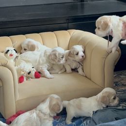 Cavachon puppies from Cavachon Love Chocolate Cavaliers, Cavaliers, Cavachon’s, Cavapoos