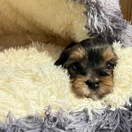 Spice - Black & tan tri-color female Morkie puppy in Walla Walla, Washington from Linda Sherman
