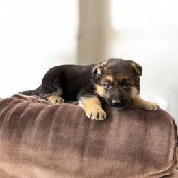 Black and Tan Female - Black and tan female German Shepherd puppy in Tafton, Pennsylvania from Pocono GSD