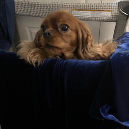 Annie - Cavalier King Charles Spaniel