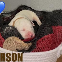Arson - White and black male Dalmatian puppy in Des Moines, Iowa from Spot Splattered Dalmatians