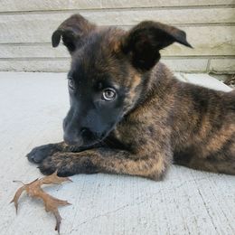 Treads - yellow - Gold brindle female Dutch Shepherd puppy in Carmel, Indiana from Legacy Dutch Shepherds