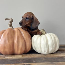 Michter - Red male Dachshund puppy in Crystal, Michigan from Mare-Bella Smoothcoat Edition