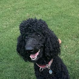 Poodles from Mango Doodles