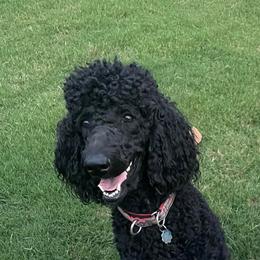Poodles from Mango Doodles