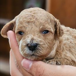 Stormy - Apricot male Cavapoo puppy in Glendale, Arizona from Cool Cavapoos
