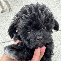 Shihpoo puppies from Pridespoodles
