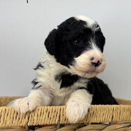 Rudolph - Black and white male Sheepadoodle puppy in Greeneville, Tennessee from Smokey Mountain Sheepadoodles