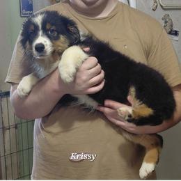 KRISSY - Black tri-color female Australian Shepherd puppy in Elk Creek, Missouri from Hearts on Fire Australian Shepherds