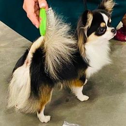 Chihuahua All Grown Up from OneLove Chihuahuas