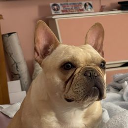 Cinder - French Bulldog