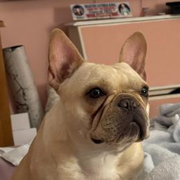 Cinder - French Bulldog