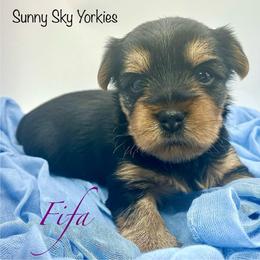Fifa - Black and tan female Yorkshire Terrier puppy in Rio, Illinois from Sunny Sky Yorkies