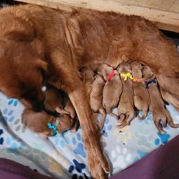 Yellow Boy - Dark golden male Golden Retriever puppy in Idaho Falls, Idaho from Once Upon A Dream Kennels