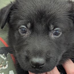 Lime Collar - Black German Shepherd puppy in Morton, Illinois from Kürbisstadt Kennels