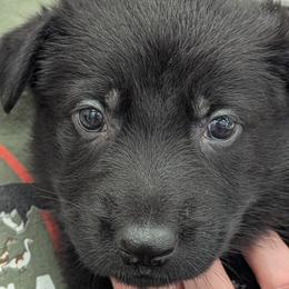 Lime Collar - Black German Shepherd puppy in Morton, Illinois from Kürbisstadt Kennels