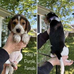 PENDING  Rileys Purple - Black tan and bluetick female Beagle puppy in Brownsville, Oregon from Beagles on the Run