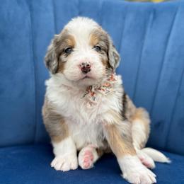 Maria FURNISHED - Blue merle female Bernedoodle puppy in Bellville, Ohio from Bernedoodle Buddies