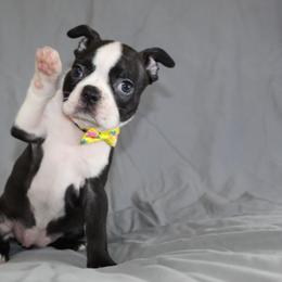 Daisy - Black brindle and white female Boston Terrier puppy in Brooksville, Florida from I Love Pups