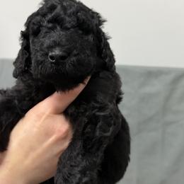 Poodle Puppies from Risa Poodles