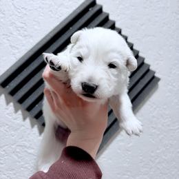 Berger Blanc Suisse Puppies from Moonlight Berger Blanc Suisses