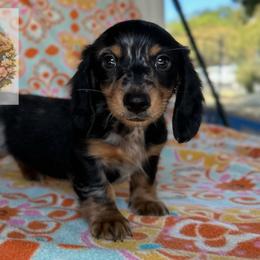 Kai 3,250 - Dapple male Dachshund puppy in Gatesville, Texas from Emily’s Doxie Domain