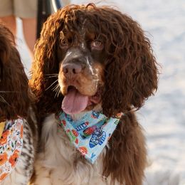 English Springer Spaniels from Lakeview springers