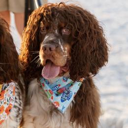 English Springer Spaniels from Lakeview springers