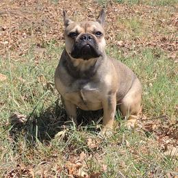 Lady Luck - Fawn and white female French Bulldog puppy in Fairland, Oklahoma from Priscilla's Frenchies