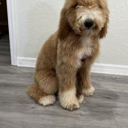 Bernedoodle, French Bulldog, Goldendoodle, and Poodle All Grown Up from Ohana Doodles