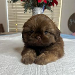 Male puppy 1 - Liver male Shih Tzu puppy in Whittier, California from Socal Mother Of Shih Tzus