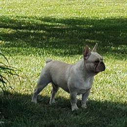 J - French Bulldog