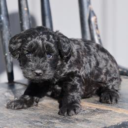 Kacia - Cream female Whoodle puppy in West Bend, Iowa from Blue Skies Terriers