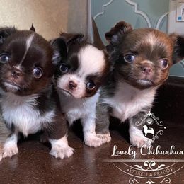 Chihuahuas from Lovely Chihuahuas