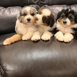 Aussiedoodle and Australian Shepherd Puppies from Junipersdoodles