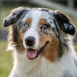 Oakley - Australian Shepherd