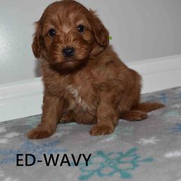 Boy 2 - Red  male Goldendoodle puppy in Jasper, Indiana from Hilltop Pups By Abby, LLC