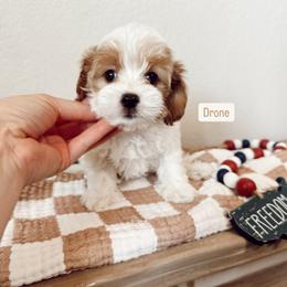 Drone - White male Cavapoo puppy in Mesa, Arizona from Pedersendoodles