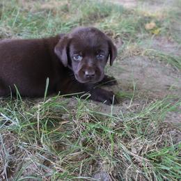 Daisy - Chocolate female Labrador Retriever puppy in Camden, Indiana from Camden's Caring Canines